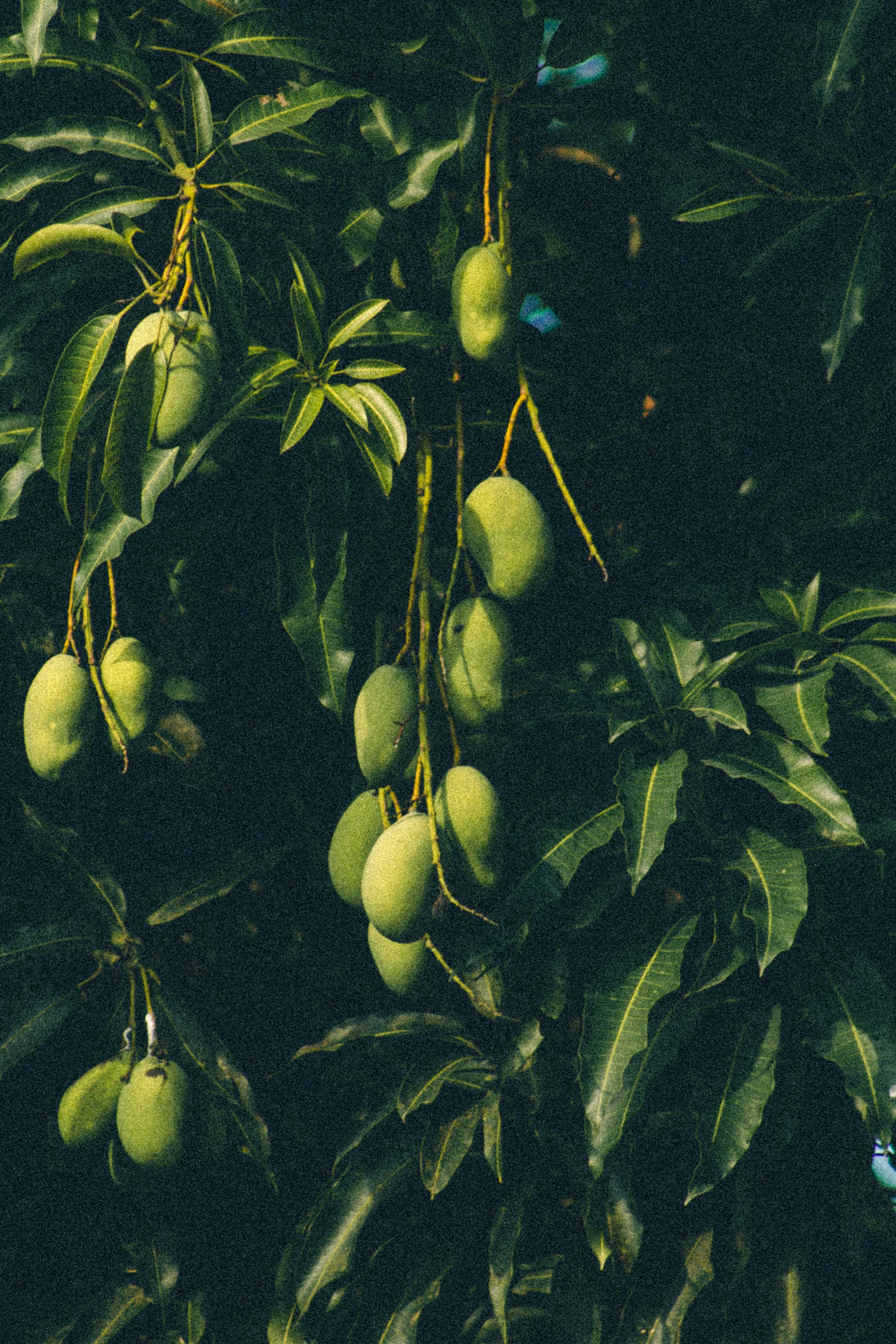 Green mangoes on the tree — the olive palette